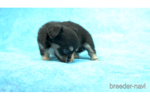 成約済の東京都のチワワ(ロングコート)-154174の3枚目